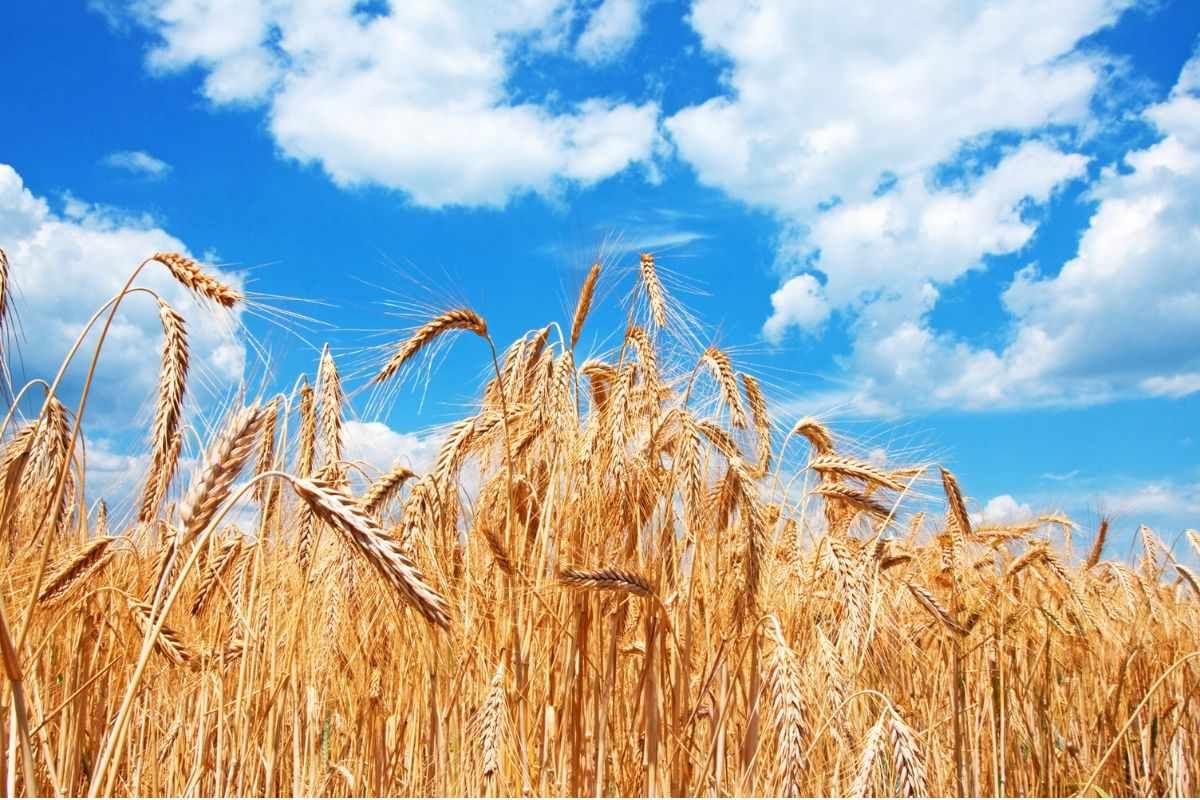Produzione grano mondiale: FAO prevede calo 1,6% per 2023